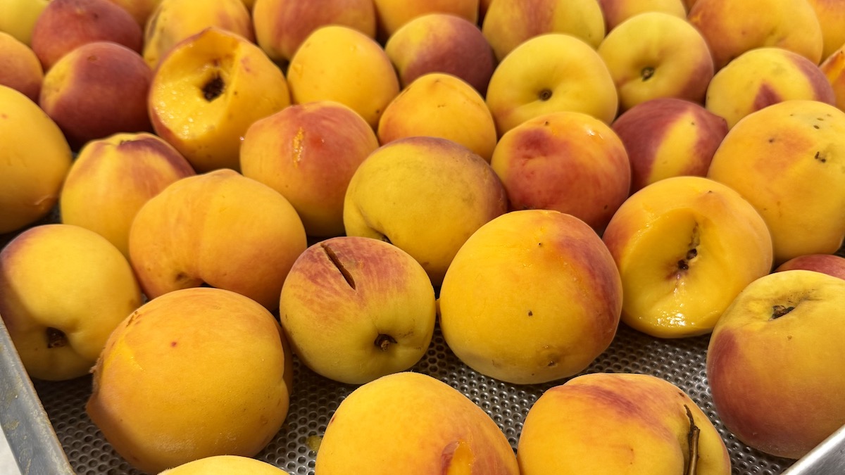 Sandhills Research Station Carolina Gold Peaches