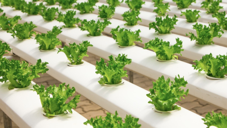 hydroponic lettuce